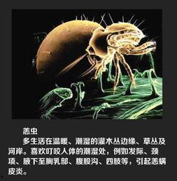 虫子最新爆料,揭秘娱乐圈惊天大事件! 第2张 虫子最新爆料,揭秘娱乐圈惊天大事件! 第2张